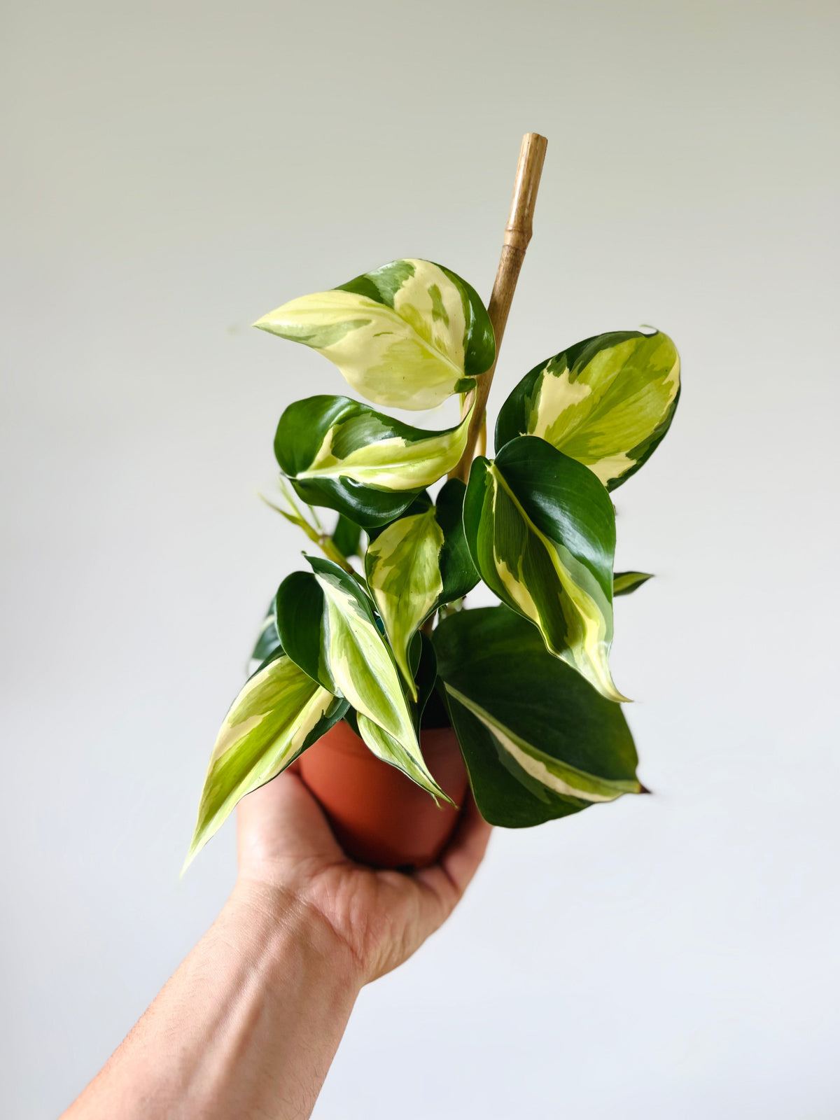Indoor House Plant, Philodendron Cream Splash Grown From Mother for Shelves, Desks and Living Spaces image 1