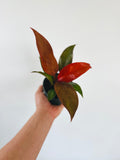 Indoor House Plant, Philodendron Red Sun Philodendron Hybrid 4" for Windowsills, Home Offices and Indoor Decor image 1