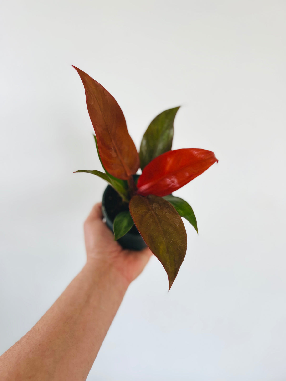 Indoor House Plant, Philodendron Red Sun Philodendron Hybrid 4" for Windowsills, Home Offices and Indoor Decor image 1