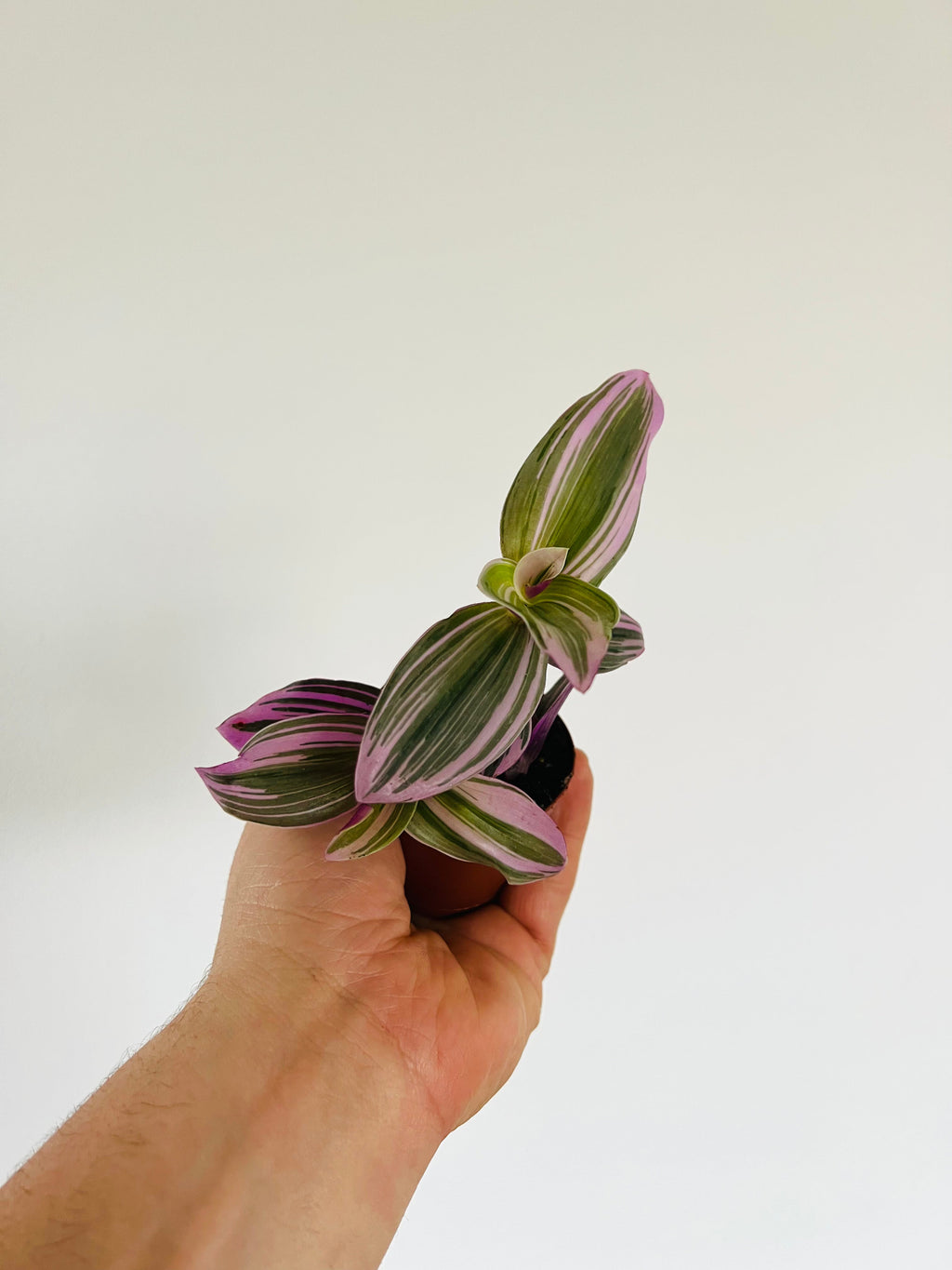 Indoor House Plant, Bubblegum Wandering Dude Tradescantia for Windowsills, Home Offices and Indoor Decor image 1