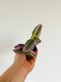 Indoor House Plant, Bubblegum Wandering Dude Tradescantia for Windowsills, Home Offices and Indoor Decor image 1