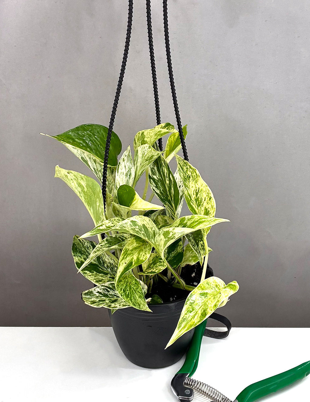 Indoor House Plant, Pothos Marble Prince for Shelves, Desks and Living Spaces, Designed for Windowsills, Home Offices and Indoor Decor image 1