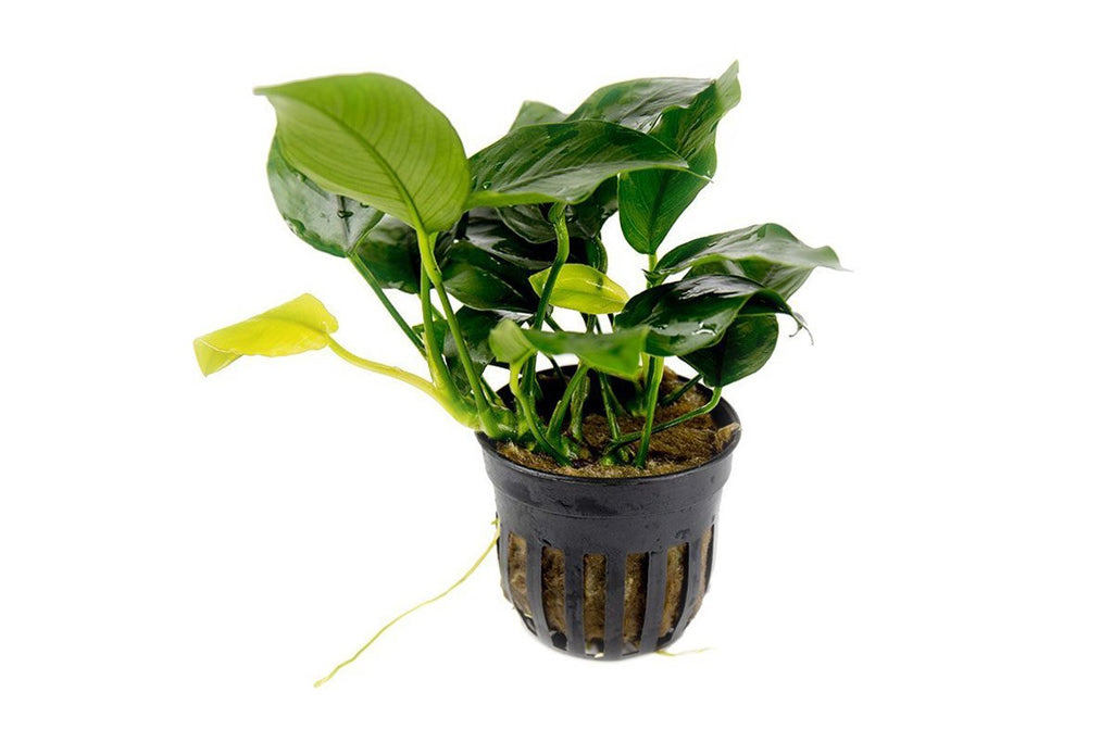Live Aquarium Plant, Anubias Nana, Nano Tank Format for Planted Aquariums and Natural Fish Tank Decor, 3 Size Options image 1