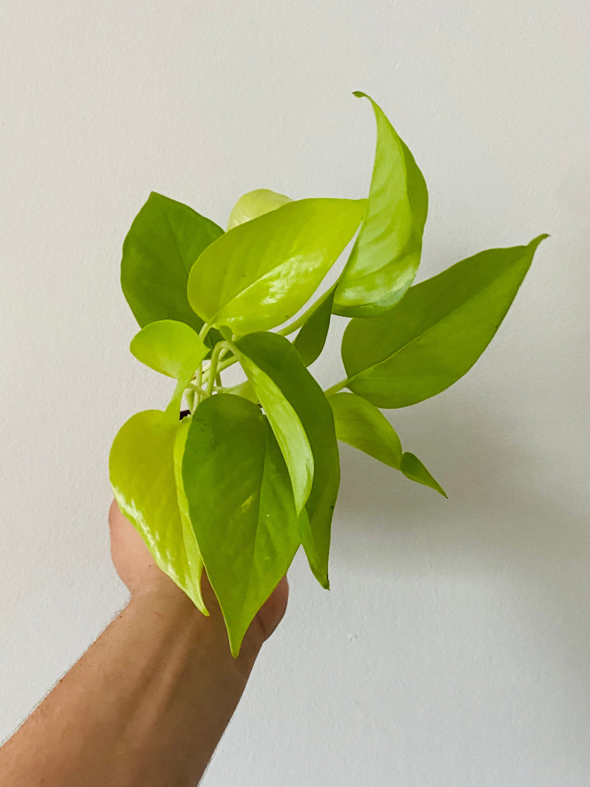 Indoor House Plant, Neon Pothos Epipremnum Aureum 'Neon' 3" Pot for Windowsills, Home Offices and Indoor Decor image 1