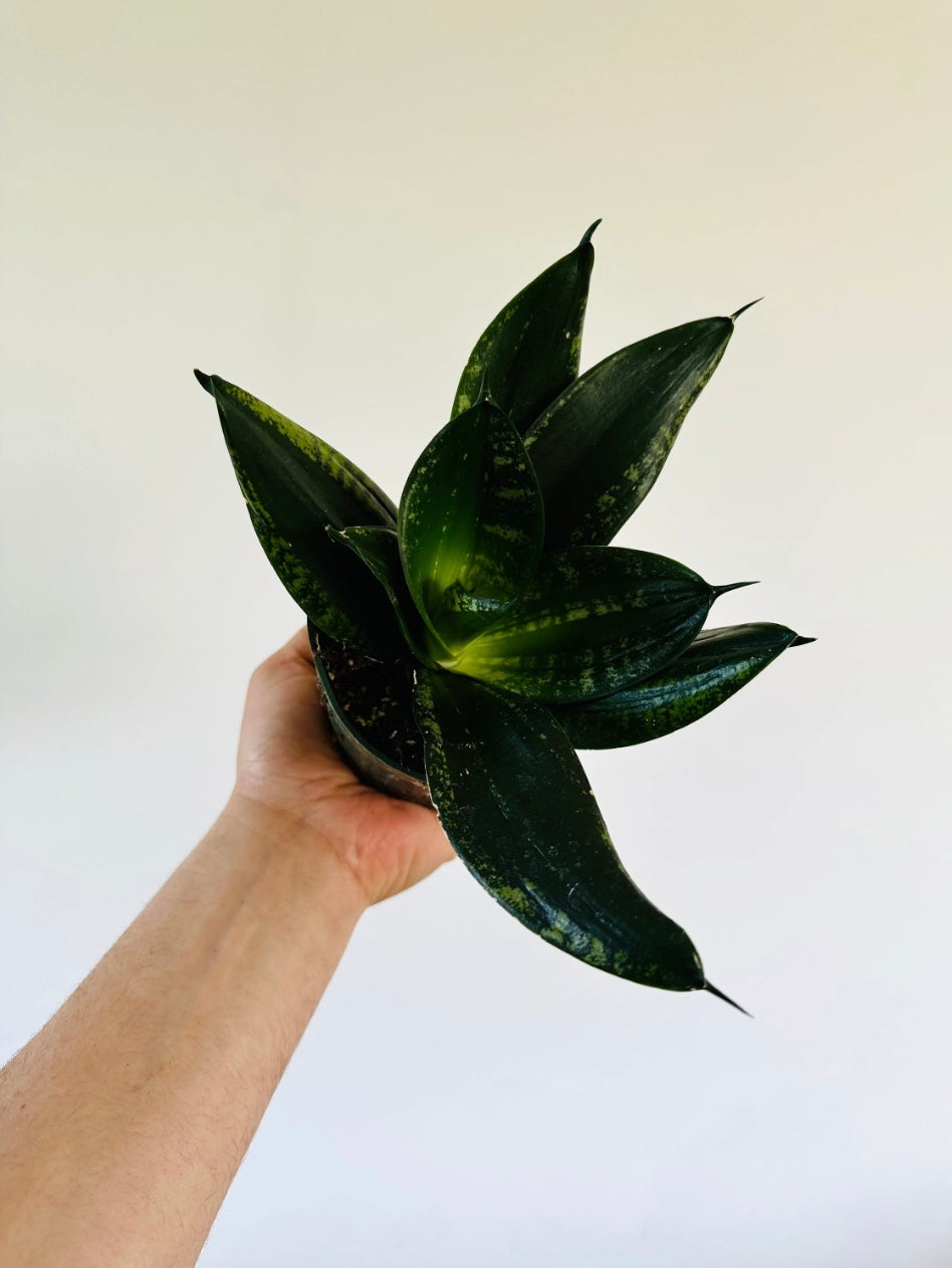 Kitchen Cookware, Sansevieria Silver Flame 4" Pot for Stovetop Cooking and Daily Meal Prep image 1