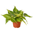 Indoor House Plant, Philodendron 'Brasil' for Shelves, Desks and Living Spaces, 4 Size Options image 1