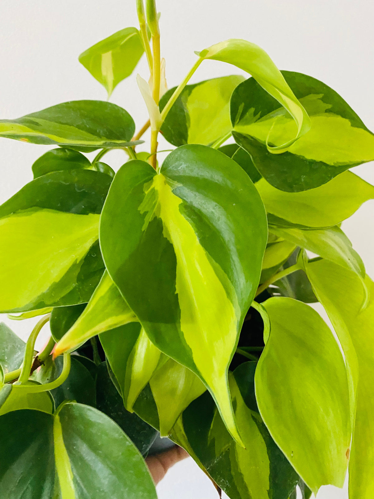 Indoor House Plant, Philodendron Hederaceum 'Brasil' 6" Pot for Windowsills, Home Offices and Indoor Decor image 1