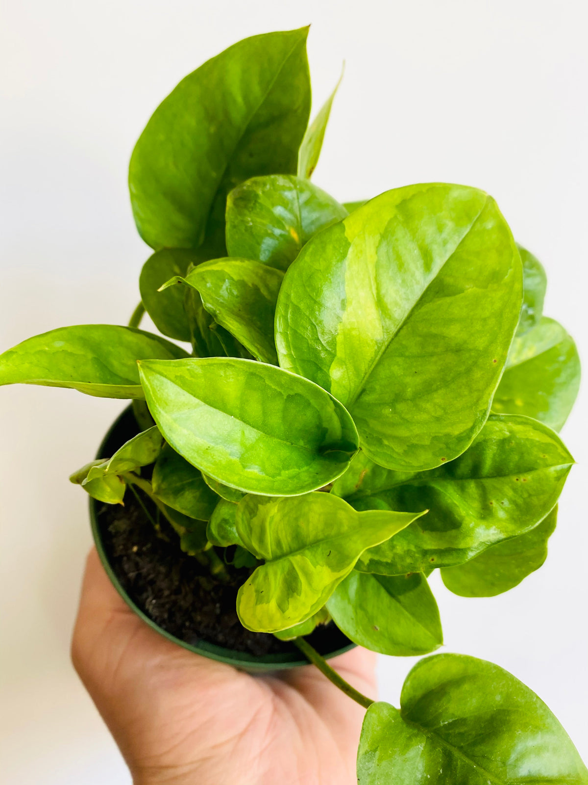 Indoor House Plant, Emerald Pothos Epipremnum Aureum 'Emerald' 4" for Windowsills, Home Offices and Indoor Decor image 1