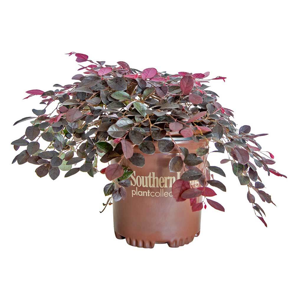 Purple Pixie Dwarf Weeping Loropetalum image 1