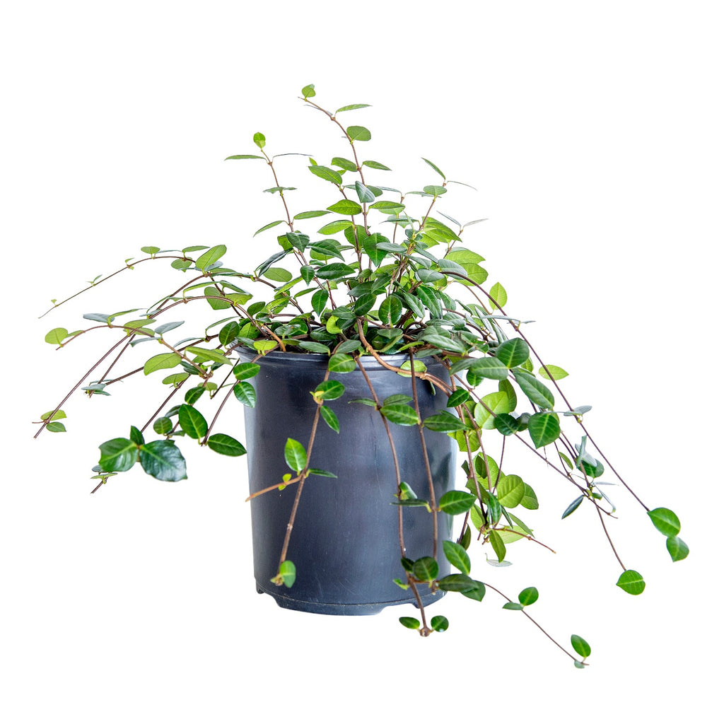 Indoor House Plant, Asiatic Jasmine for Shelves, Desks and Living Spaces, 3 Size Options, Designed for Everyday Home Use image 1