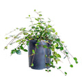 Indoor House Plant, Asiatic Jasmine for Shelves, Desks and Living Spaces, 3 Size Options, Designed for Everyday Home Use image 1