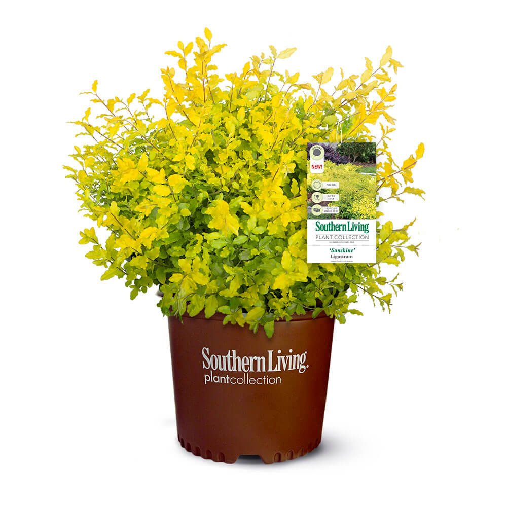 Sunshine Ligustrum image 1