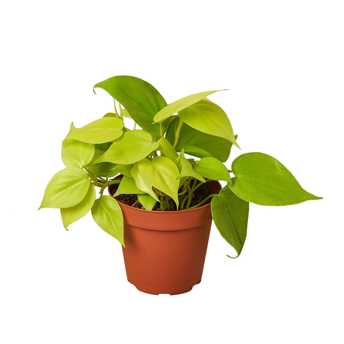 Indoor House Plant, Philodendron 'Neon' for Shelves, Desks and Living Spaces, 4 Size Options image 1