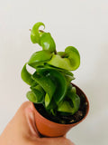 Kitchen Cookware, Hoya Carnosa 'Compacta' 2" Pot for Everyday Meals and Home Cooking, Designed for Stovetop Cooking and Daily Meal Prep image 1