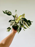 Kitchen Cookware, Calathea Stella Brand New Cultivar 4" Pot for Everyday Meals and Home Cooking image 1
