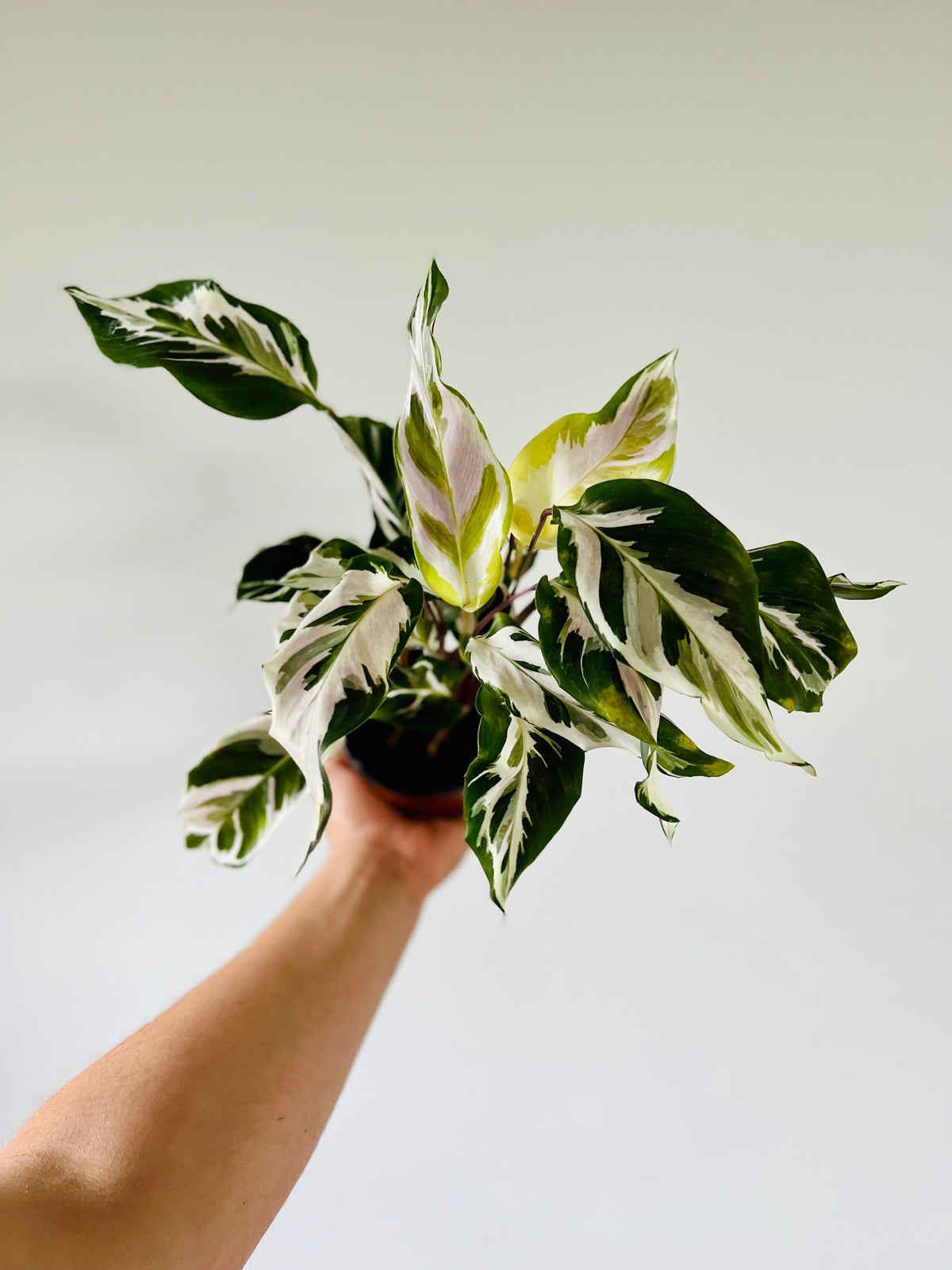 Kitchen Cookware, Calathea Stella Brand New Cultivar 4" Pot for Everyday Meals and Home Cooking image 1