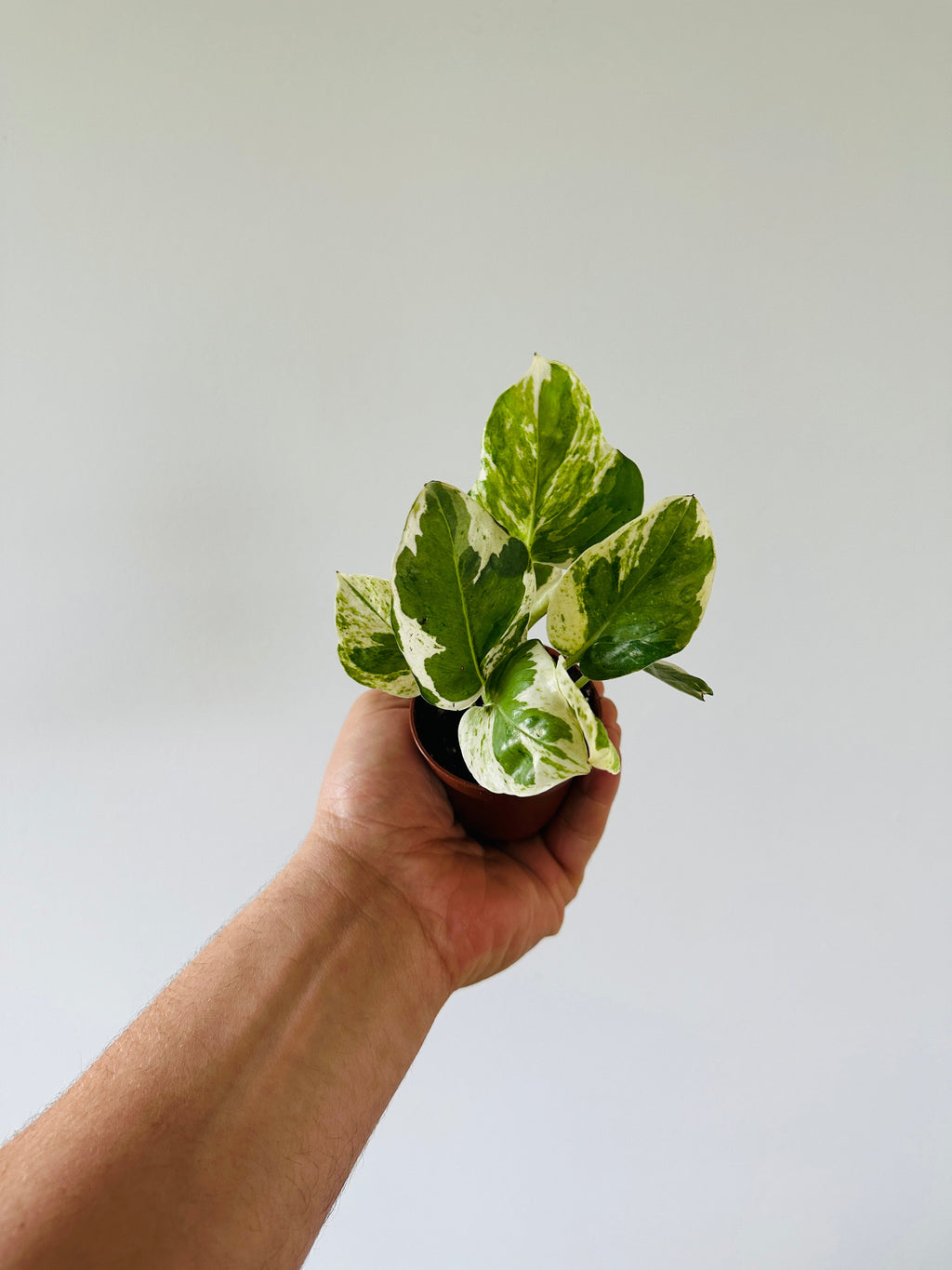 Indoor House Plant, Pothos Pearls & Jade Epipremnum Aureum 'Pearls for Shelves, Desks and Living Spaces image 1