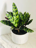Kitchen Cookware, Calathea Lancifolia 'Rattlesnake' 4" Pot for Stovetop Cooking and Daily Meal Prep image 1