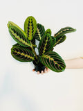 Kitchen Cookware, Maranta Leuconeura 'Red' Red Prayer Plant 4" for Stovetop Cooking and Daily Meal Prep image 1