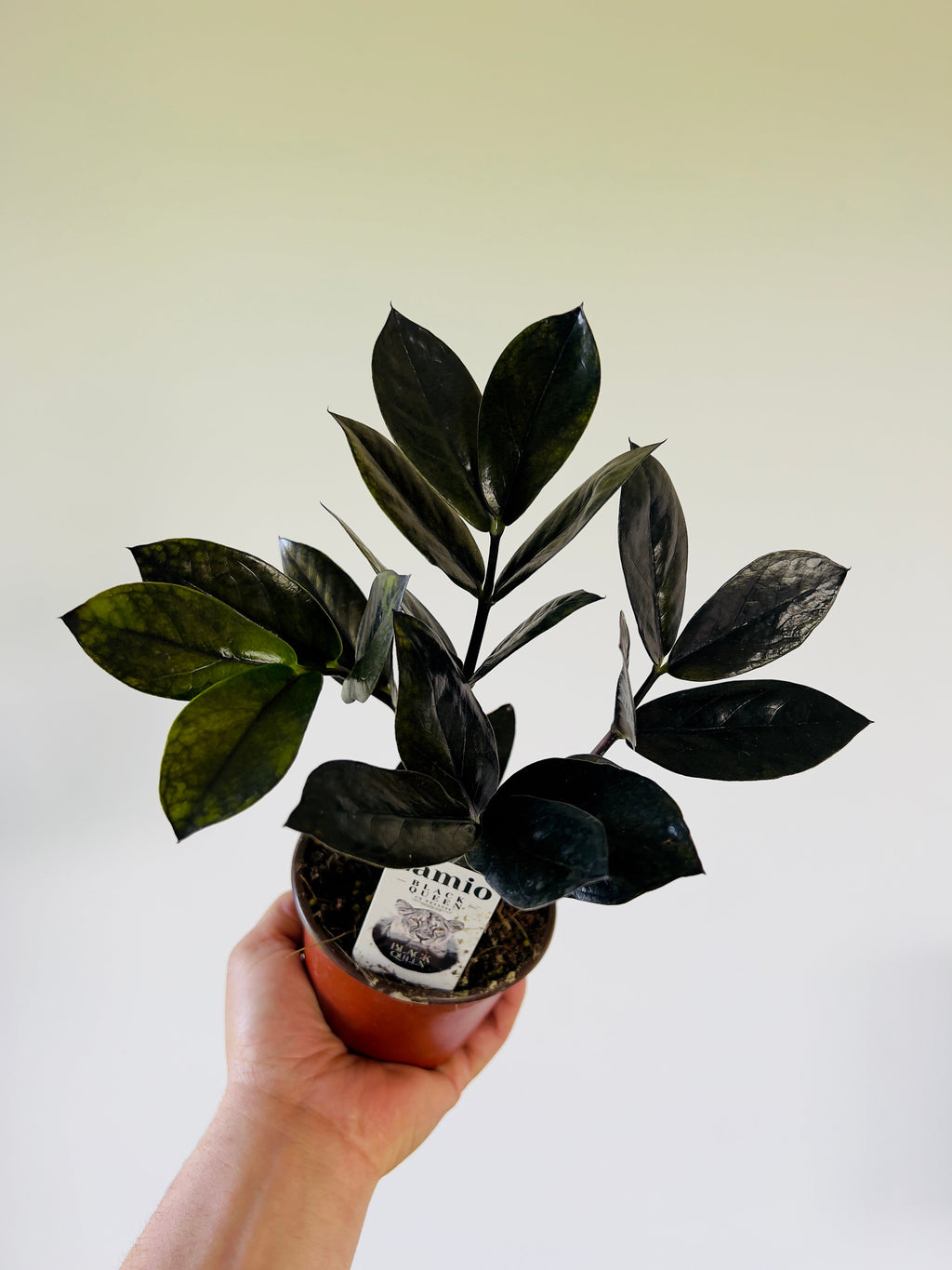 Kitchen Cookware, ZZ 'Black Queen' New Cultivar 4" Pot for Everyday Meals and Home Cooking image 1