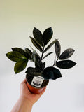Kitchen Cookware, ZZ 'Black Queen' New Cultivar 4" Pot for Everyday Meals and Home Cooking image 1