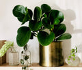 Kitchen Cookware, Peperomia Obtusifolia "Green" 4" Pot for Everyday Meals and Home Cooking image 1