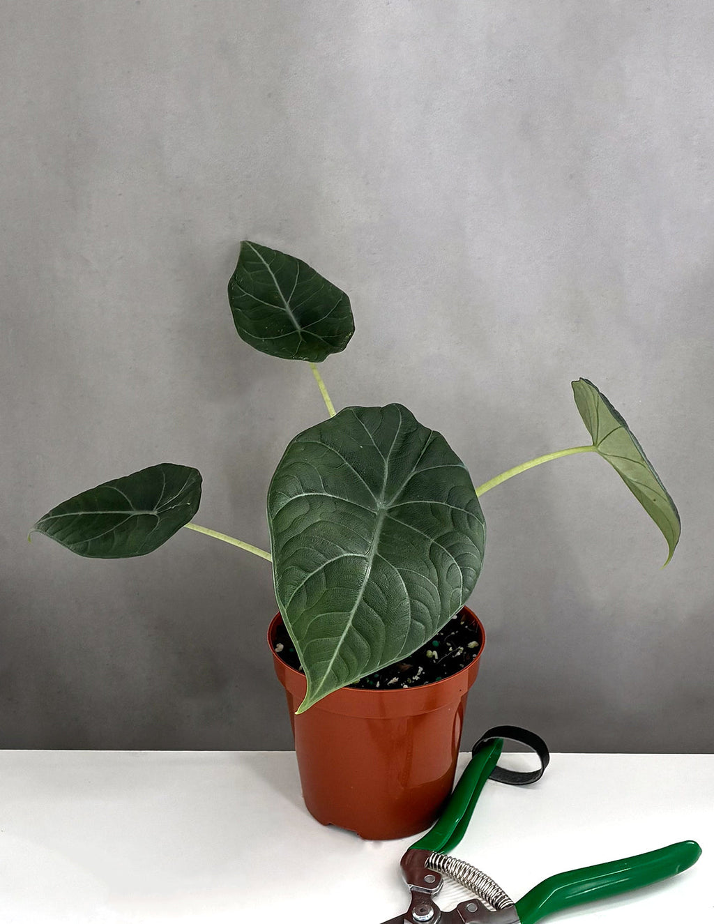 Indoor House Plant, Alocasia Maharani for Shelves, Desks and Living Spaces, 2 Size Options image 1
