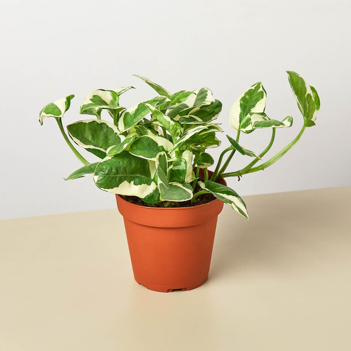 Indoor House Plant, Pothos 'N'joy' for Windowsills, Home Offices and Indoor Decor, 4 Size Options image 1