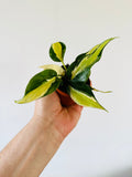 Indoor House Plant, Philodendron Cream Splash Grown From Mother for Windowsills, Home Offices and Indoor Decor image 1