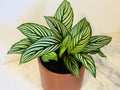 Kitchen Cookware, Calathea 'Vitatta' 4" Pot for Stovetop Cooking and Daily Meal Prep, Designed for Everyday Meals and Home Cooking image 1