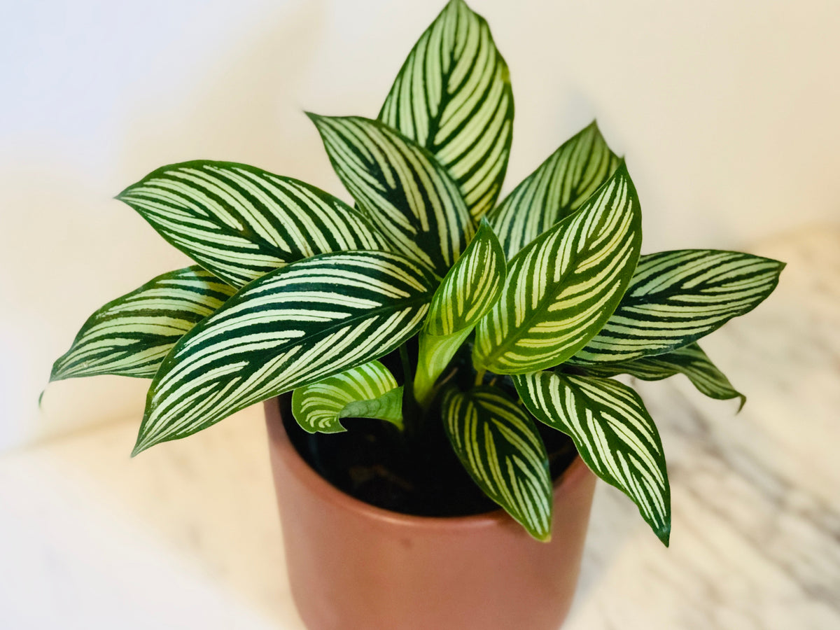 Kitchen Cookware, Calathea 'Vitatta' 4" Pot for Stovetop Cooking and Daily Meal Prep, Designed for Everyday Meals and Home Cooking image 1