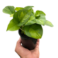 Indoor House Plant, Pothos 'Global Green' for Windowsills, Home Offices and Indoor Decor, 4 Size Options image 1