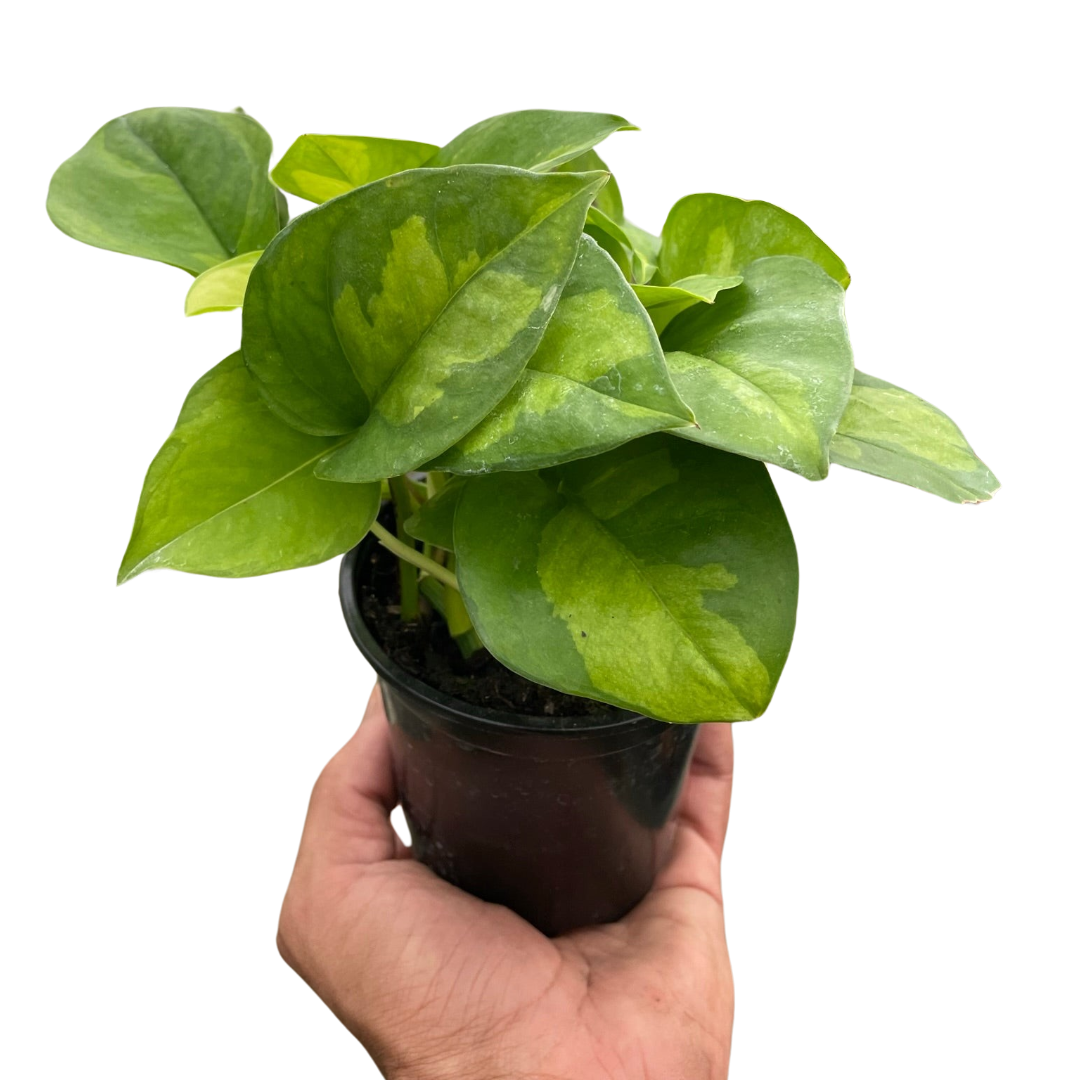Indoor House Plant, Pothos 'Global Green' for Windowsills, Home Offices and Indoor Decor, 4 Size Options image 1