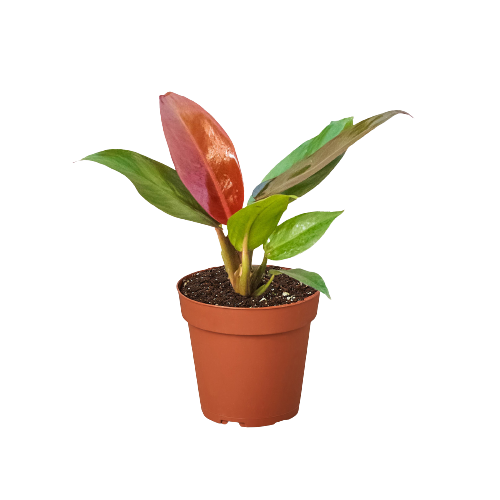 Indoor House Plant, Philodendron 'Sun Red' for Shelves, Desks and Living Spaces, Designed for Windowsills, Home Offices and Indoor Decor image 1