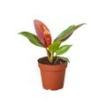 Indoor House Plant, Philodendron 'Sun Red' for Shelves, Desks and Living Spaces, Designed for Windowsills, Home Offices and Indoor Decor image 1