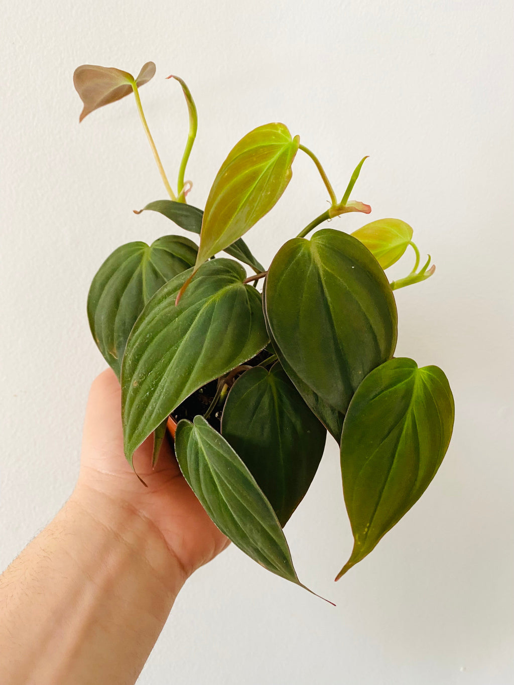 Indoor House Plant, Philodendron Micans 3" Pot for Shelves, Desks and Living Spaces, Designed for Windowsills, Home Offices and Indoor Decor image 1