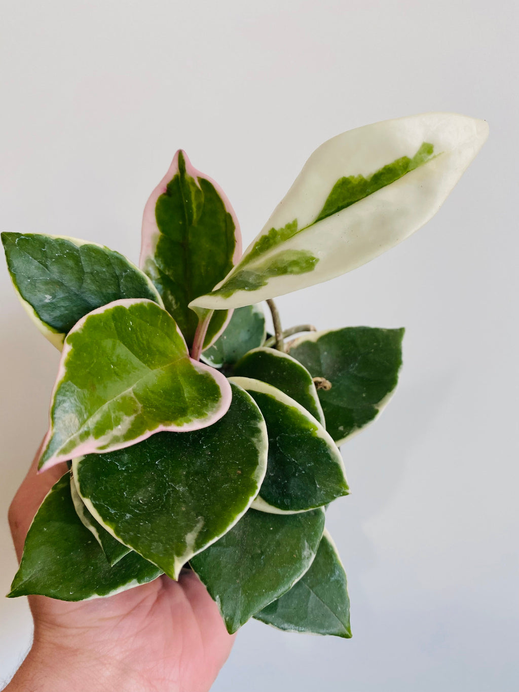 Kitchen Cookware, Hoya Carnosa 'Krimson Queen' 4" Pot for Everyday Meals and Home Cooking, Designed for Stovetop Cooking and Daily Meal Prep image 1