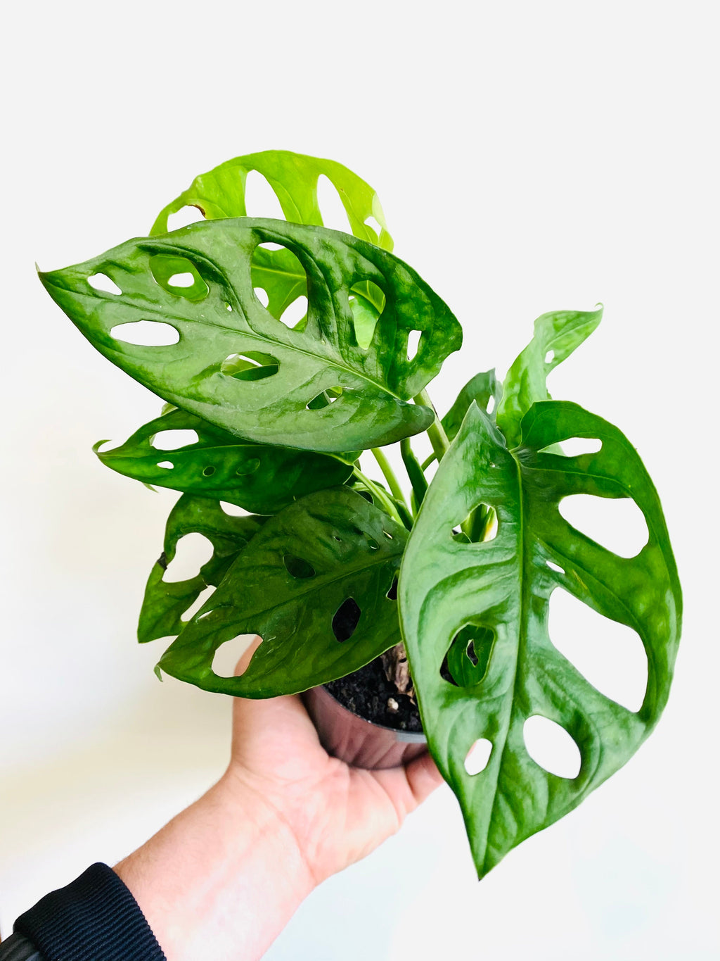 Kitchen Cookware, Monstera Adansonii 'Wide Form' Swiss Cheese for Stovetop Cooking and Daily Meal Prep image 1