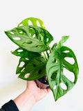 Kitchen Cookware, Monstera Adansonii 'Wide Form' Swiss Cheese for Stovetop Cooking and Daily Meal Prep image 1