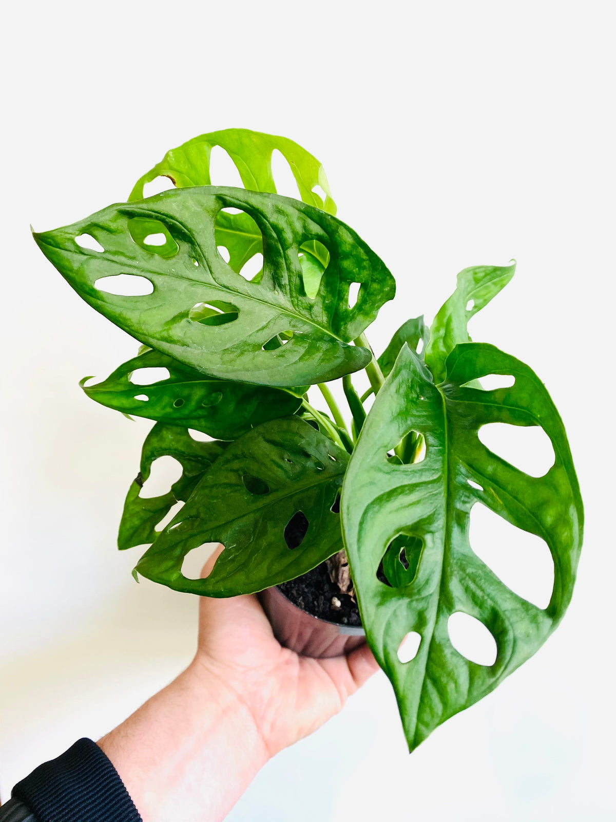 Kitchen Cookware, Monstera Adansonii 'Wide Form' Swiss Cheese for Stovetop Cooking and Daily Meal Prep image 1