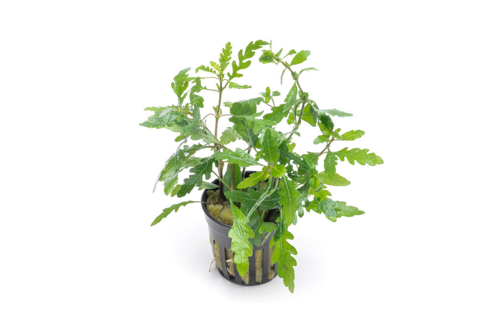 Live Aquarium Plant, Hygrophila Pinnatifida for Planted Aquariums and Natural Fish Tank Decor image 1