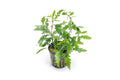 Live Aquarium Plant, Hygrophila Pinnatifida for Planted Aquariums and Natural Fish Tank Decor image 1