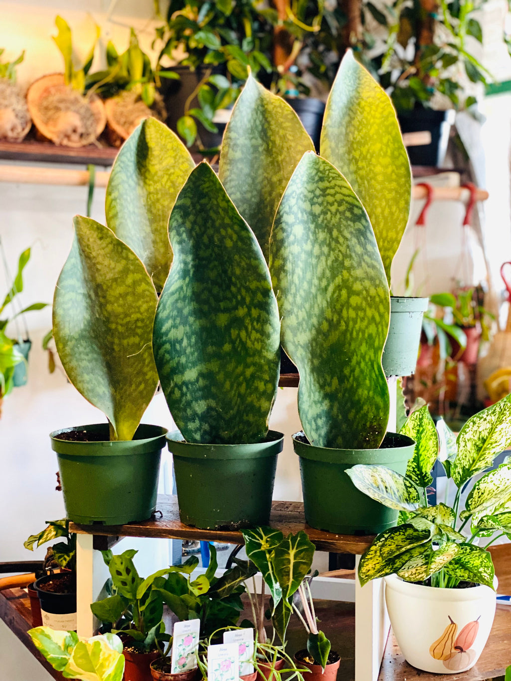 Kitchen Cookware, Sansevieria Whale Fin 6" Pot for Everyday Meals and Home Cooking, Designed for Stovetop Cooking and Daily Meal Prep image 1