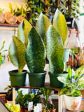 Kitchen Cookware, Sansevieria Whale Fin 6" Pot for Everyday Meals and Home Cooking, Designed for Stovetop Cooking and Daily Meal Prep image 1
