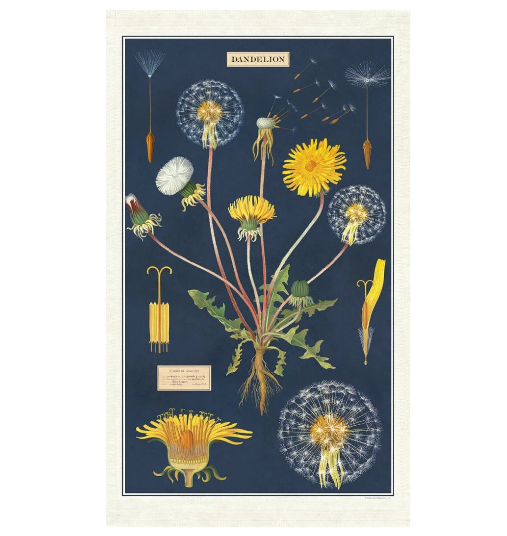 Kitchen Tea Towel Set, Dandelion Vintage Botanical Illustration for Dish Drying, Kitchen Cleanup and Everyday Home Use image 1