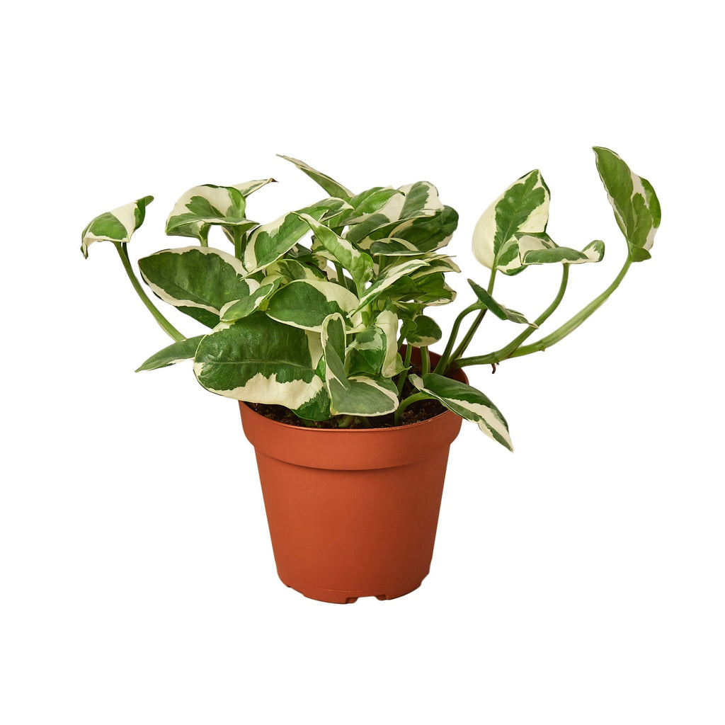 Pothos 'N'joy' image 1
