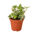 Indoor House Plant, English Ivy 'Glacier' for Shelves, Desks and Living Spaces, 3 Size Options image 1