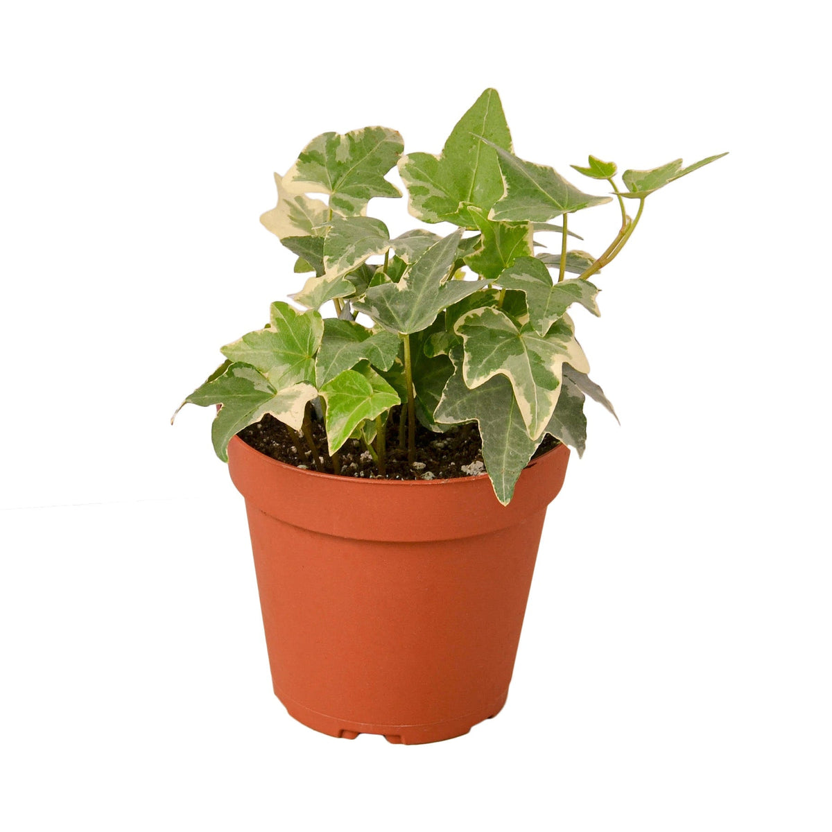 Indoor House Plant, English Ivy 'Glacier' for Shelves, Desks and Living Spaces, 3 Size Options image 1
