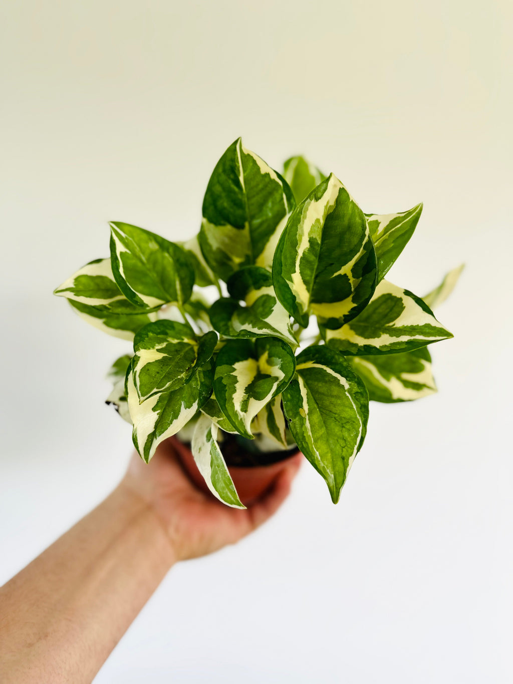 Indoor House Plant, Pothos Glacier Epipremnum Aureum 'Glacier' 4" for Windowsills, Home Offices and Indoor Decor image 1