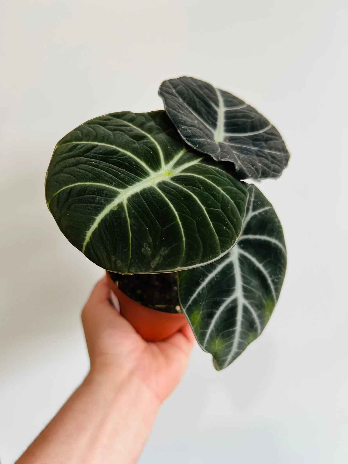 Indoor House Plant, Alocasia Reginula 'Black Velvet' 4" Pot for Windowsills, Home Offices and Indoor Decor image 1